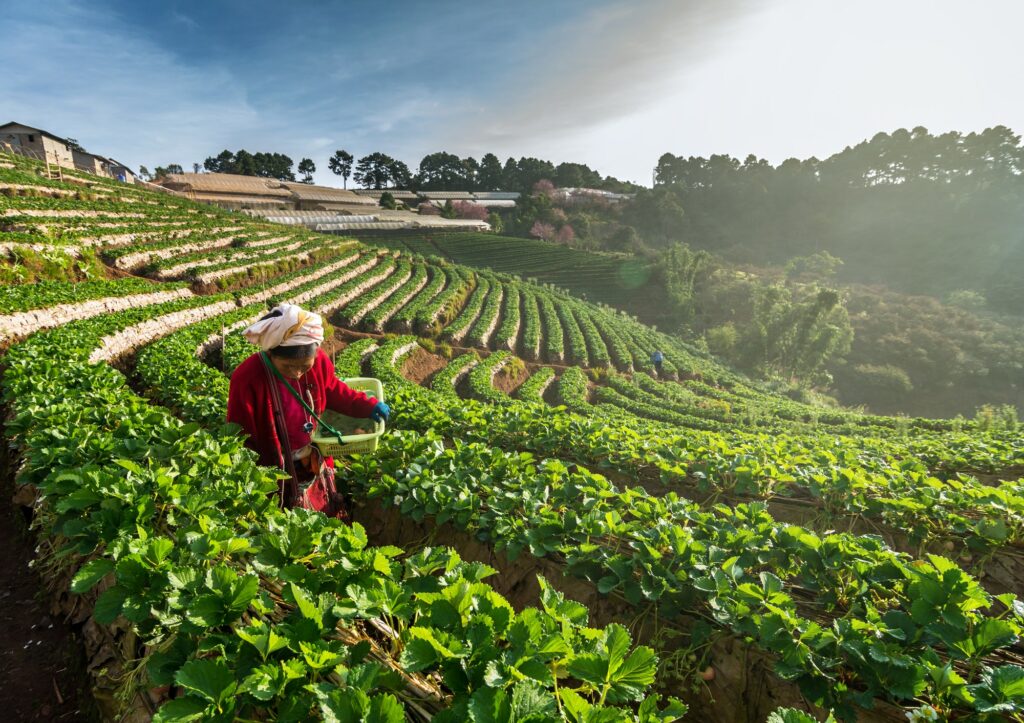 farmer pick in Strawberry fruit when sunrise on in strawberry field,ang khang, Chiang mai,
